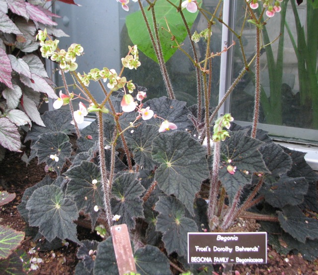 B. ‘Frost's Dorothy Behrends’